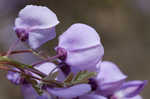 Japanese wisteria